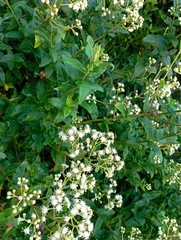 Baccharis racemosa