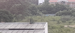 Pavo cristatus