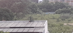 Pavo cristatus