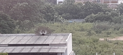 Pavo cristatus