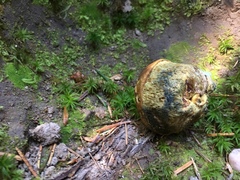 Gastroboletus