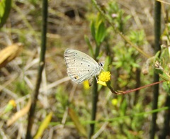 Eicochrysops messapus messapus