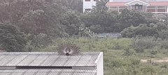 Pavo cristatus