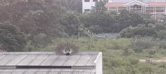 Pavo cristatus