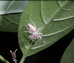 Telamonia