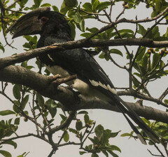 Bycanistes bucinator