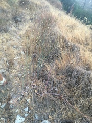 Eriogonum nudum auriculatum