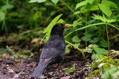 Turdus merula