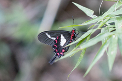 Parides agavus