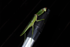 Rhombodera