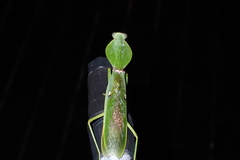 Rhombodera
