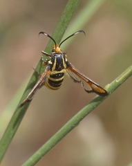 Bembecia uroceriformis