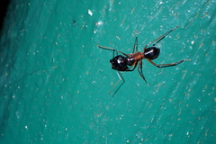Camponotus festinus