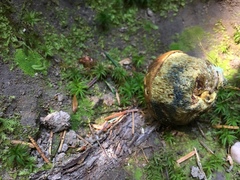 Gastroboletus