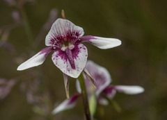 Diuris venosa