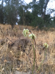 Eriogonum nudum auriculatum