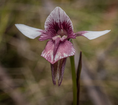 Diuris venosa