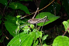 Mecopoda