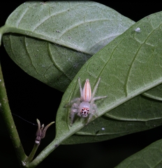 Telamonia
