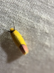 Tachystola stenoptera