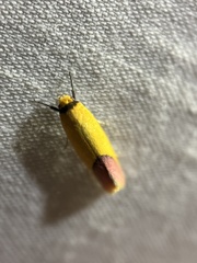 Tachystola stenoptera