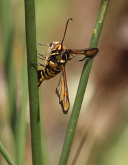 Bembecia uroceriformis
