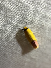 Tachystola stenoptera