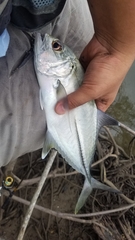 Caranx sexfasciatus