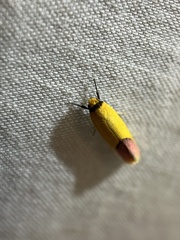 Tachystola stenoptera