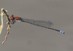 Pseudagrion massaicum