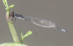 Pseudagrion hamoni