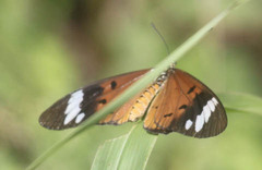 Acraea encedon