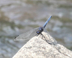 Trithemis donaldsoni
