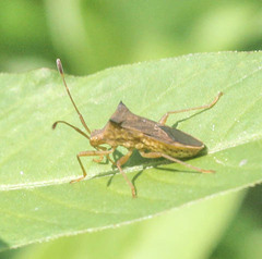 Cletus ochraceus