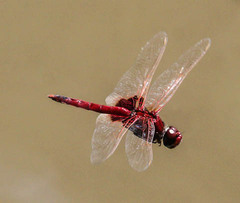Urothemis assignata