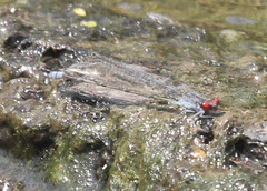 Pseudagrion sublacteum