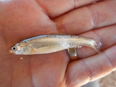 Hybognathus placitus