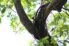 Campephilus leucopogon