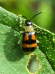Diabroticina