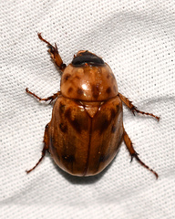 Cyclocephala lunulata