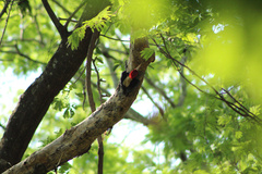 Campephilus leucopogon