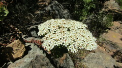 Crassula undulata