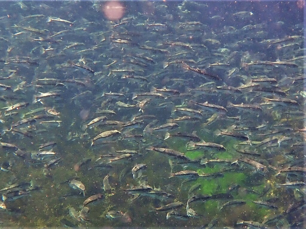 Banded toadfish (Torquigener pleurogramma) — Tetraodontidae