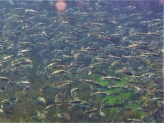 Torquigener pleurogramma