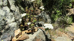 Crassula undulata