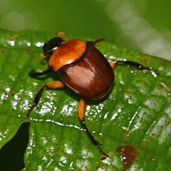Canthon luteicollis