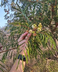 Leucaena