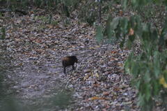 Rhynchocyon chrysopygus