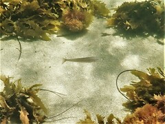 Sillaginodes punctatus