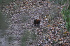 Rhynchocyon chrysopygus